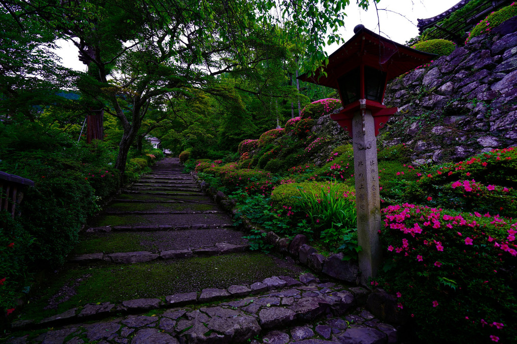 初夏の京都散策  善峯寺