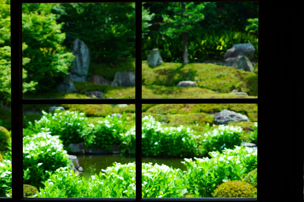 初夏の京都散策 半夏生が彩る両足院