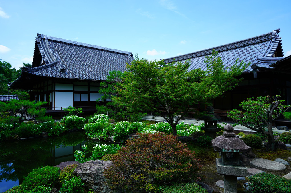 初夏の京都散策 半夏生が彩る両足院