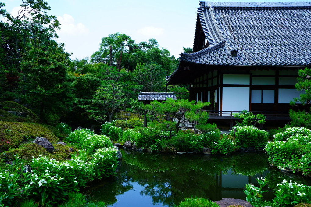 初夏の京都散策 半夏生が彩る両足院