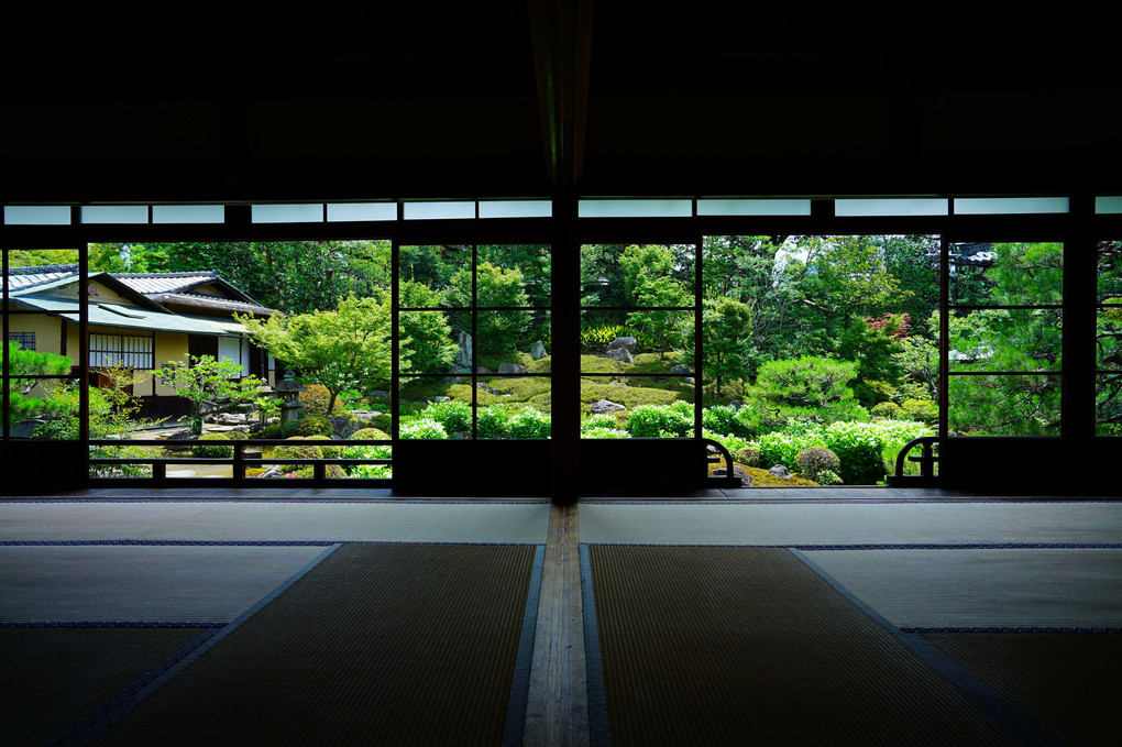 初夏の京都散策 半夏生が彩る両足院