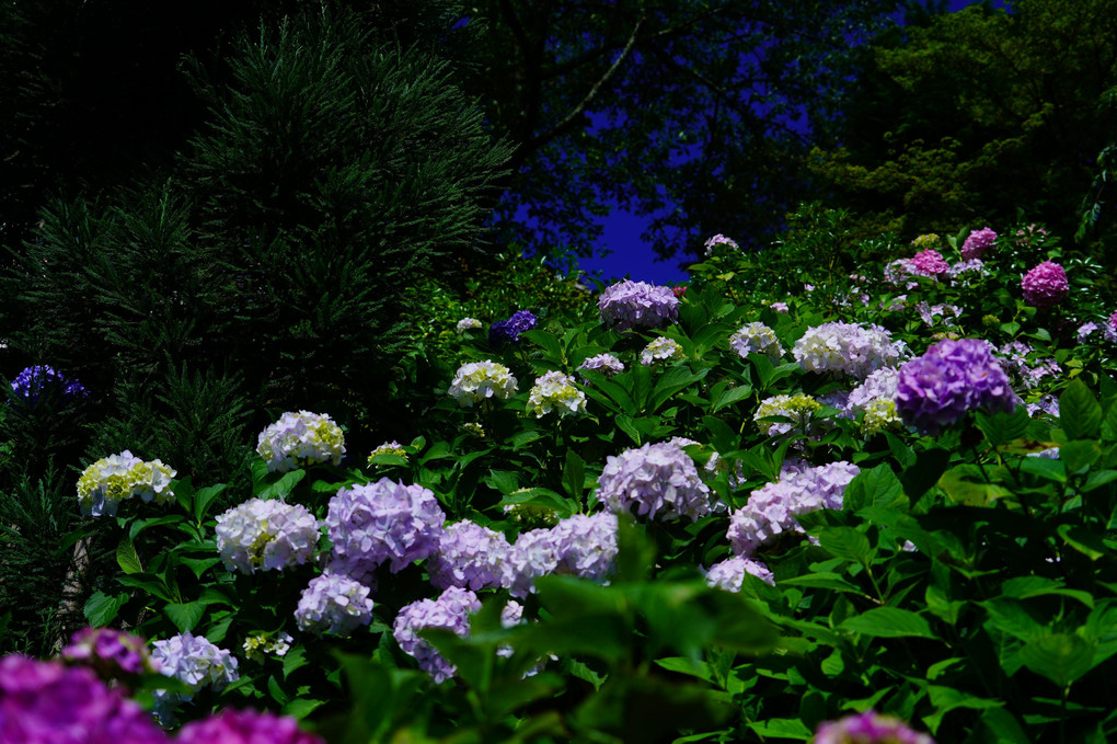 初夏の京都散策 善峯寺 夏を彩る紫陽花