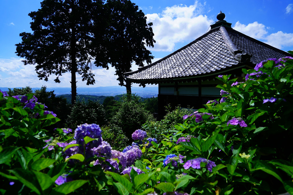初夏の京都散策 善峯寺 夏を彩る紫陽花