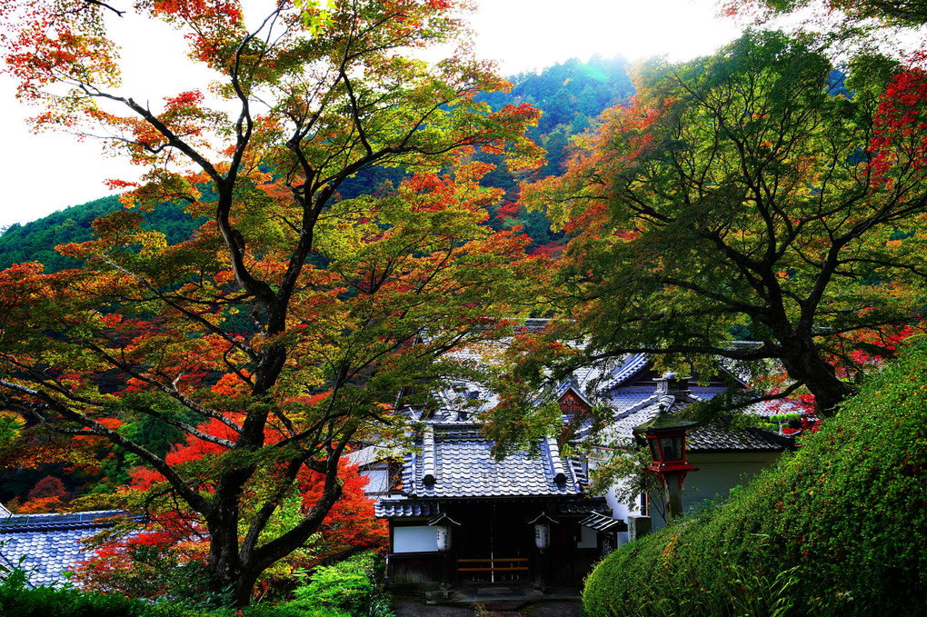 京都もみじ散策　善峯寺