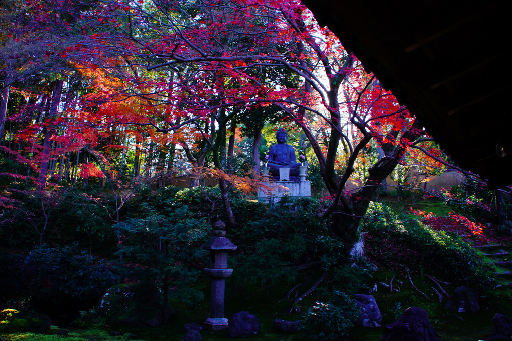京都もみじ散策　京都の秋のフィナーレを飾る紅葉