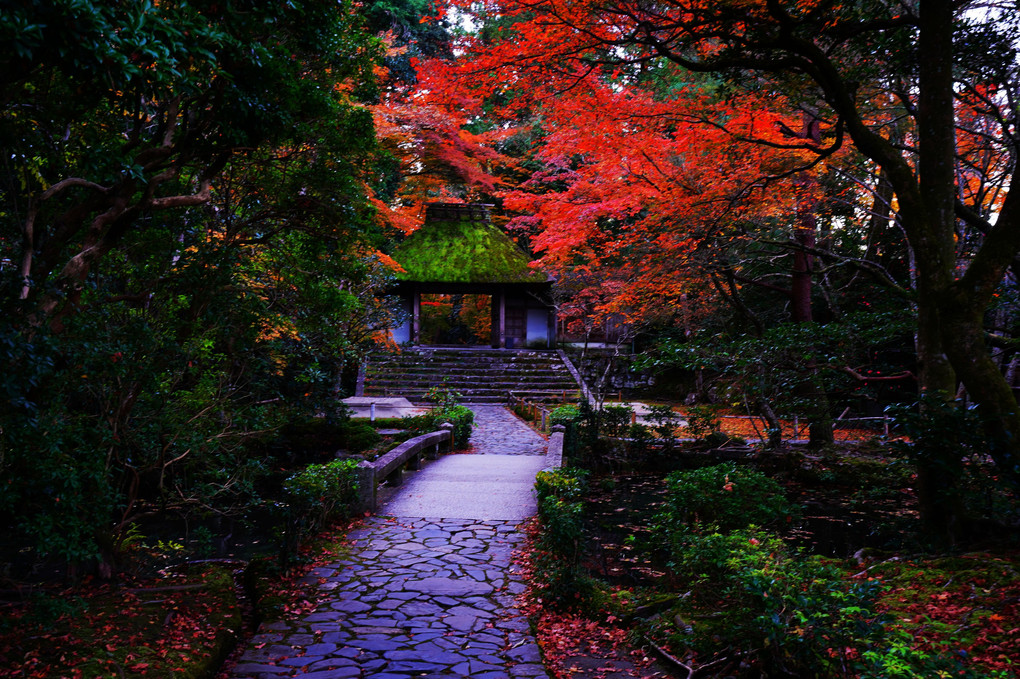 京都もみじ散策　京都の秋のフィナーレを飾る紅葉