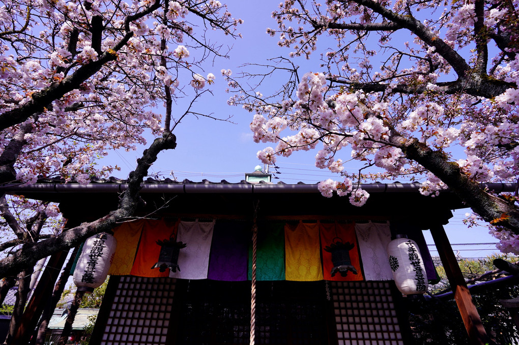 京都さくら散策　雨宝院