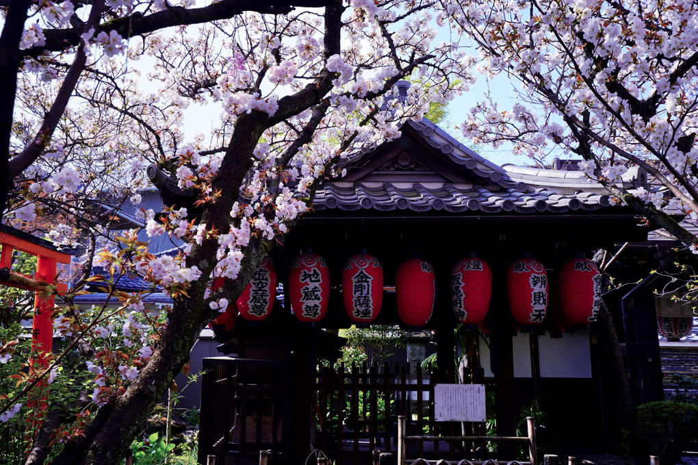 京都さくら散策　雨宝院