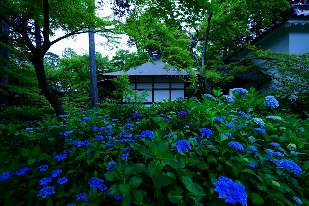初夏の京都散策　初夏の彩り