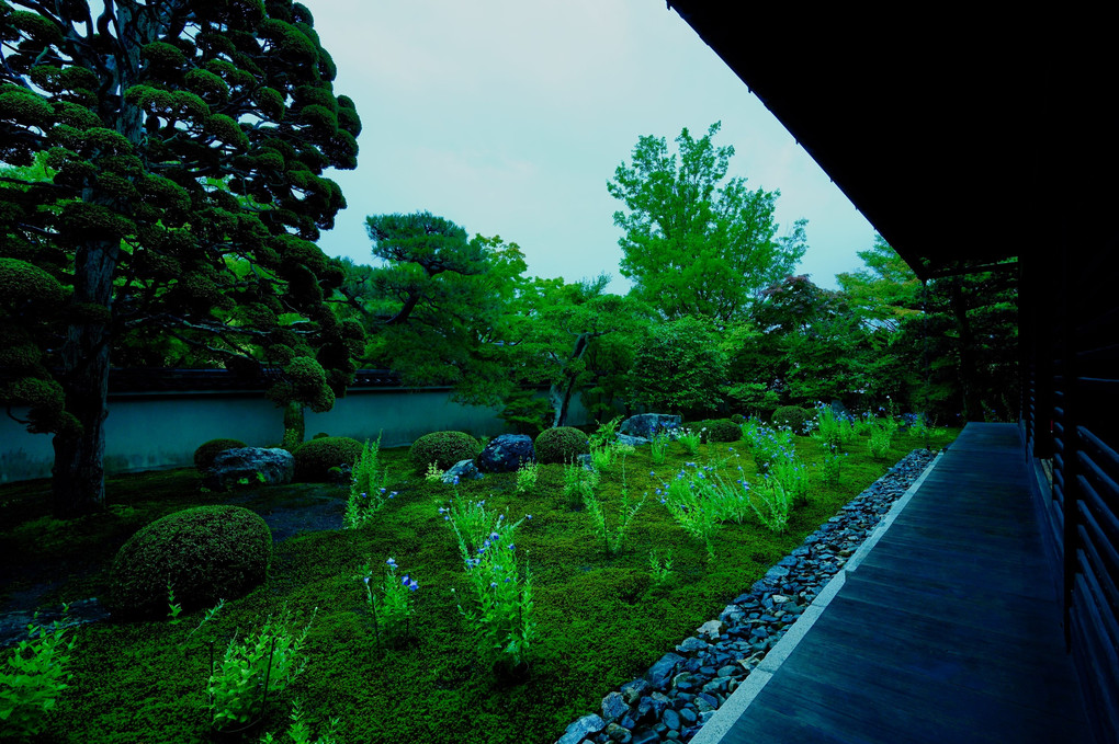 初夏の京都散策　天得院