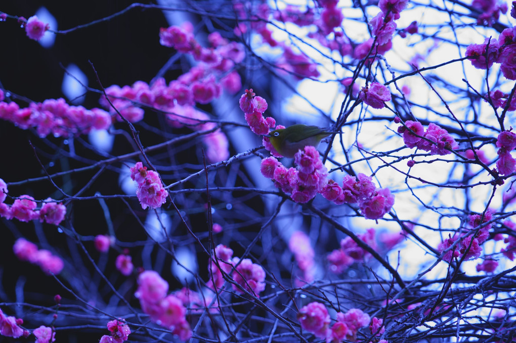 梅の花香る京都散策