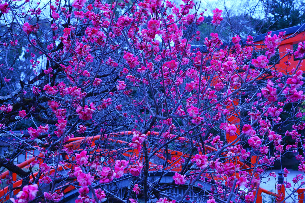 梅の花香る京都散策