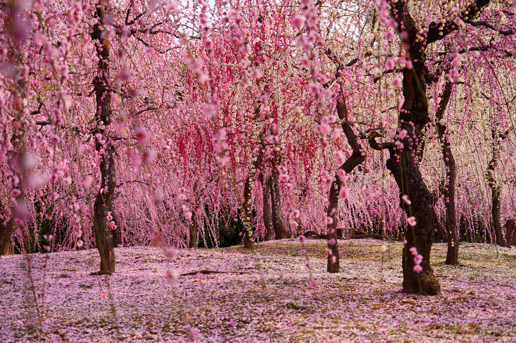 梅の花香る京都散策 城南宮