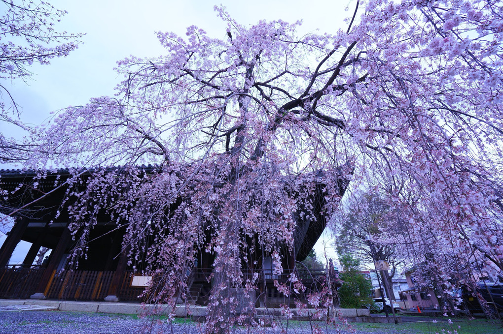 京都さくら散策