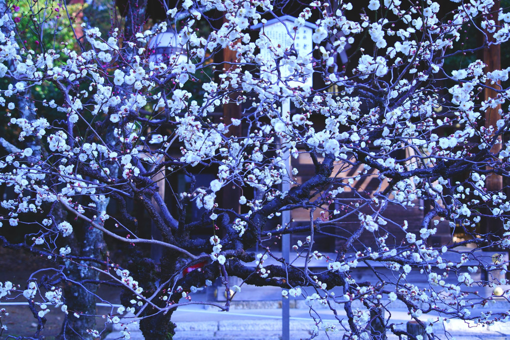 梅の花咲く京都散策