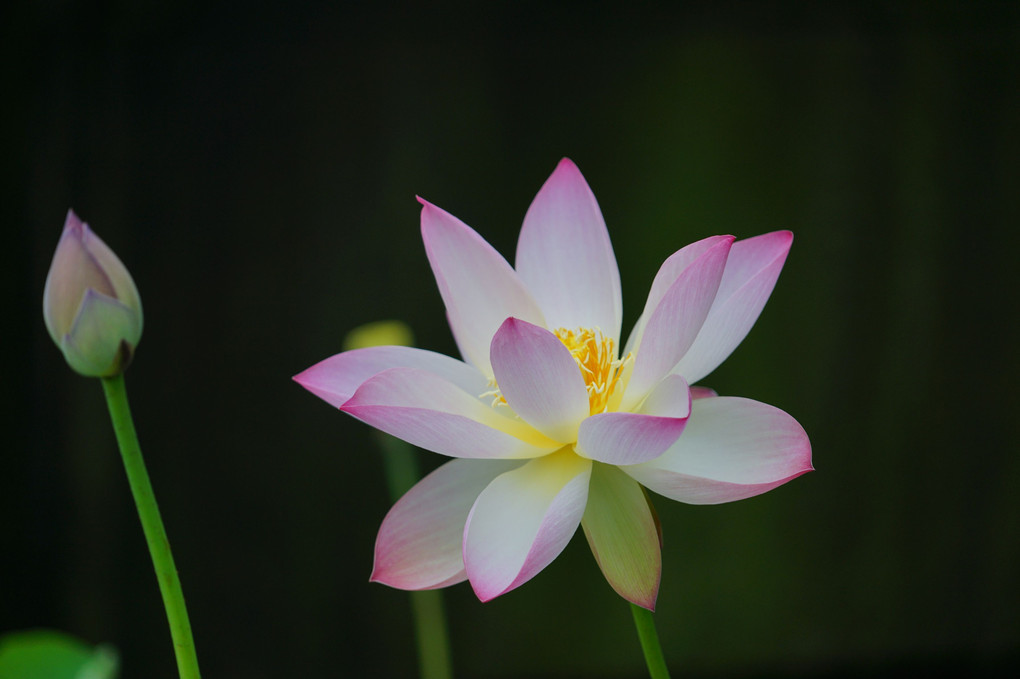 雨上りの蓮の花