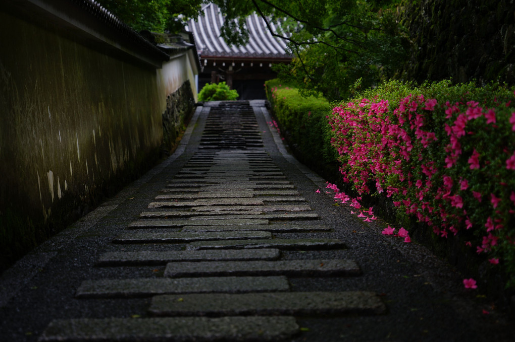 初夏の京都散策 善峯寺 夏を彩るあじさい