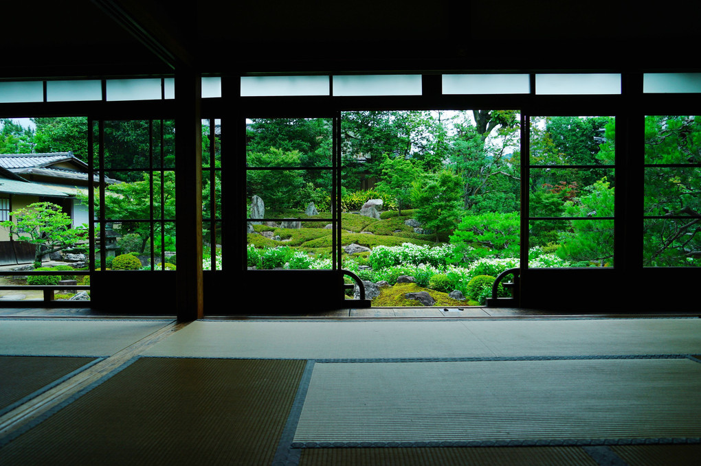 初夏の京都散策 両足院 半夏生(はんげしょう)の庭