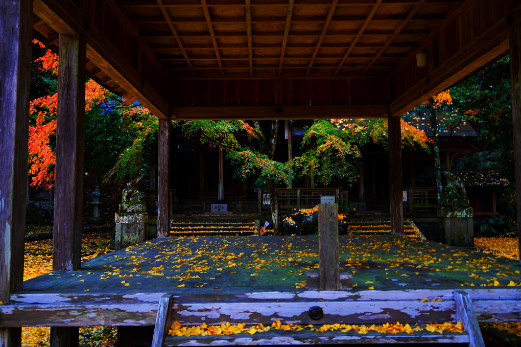 黄色の絨毯に染まる岩戸落葉神社