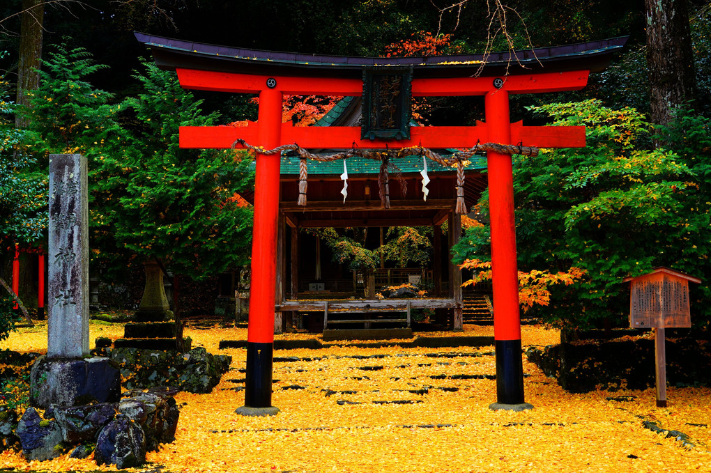 黄色の絨毯に染まる岩戸落葉神社
