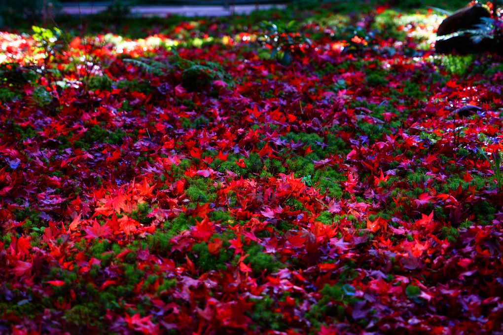 紅葉が彩る京都散策　彩りの厭離庵