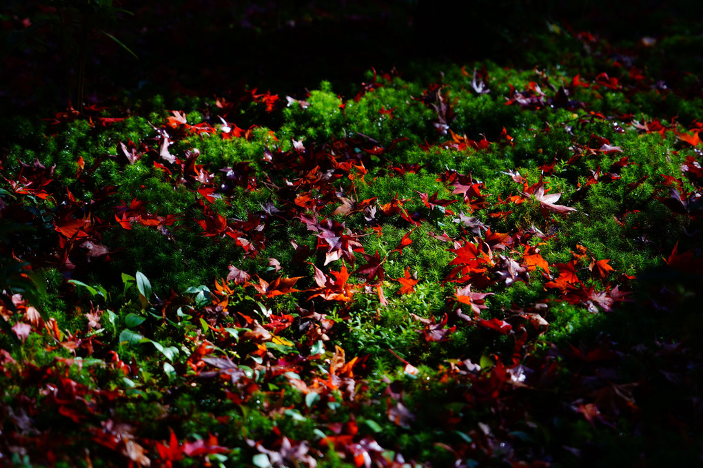 紅葉が彩る京都散策　彩りの厭離庵