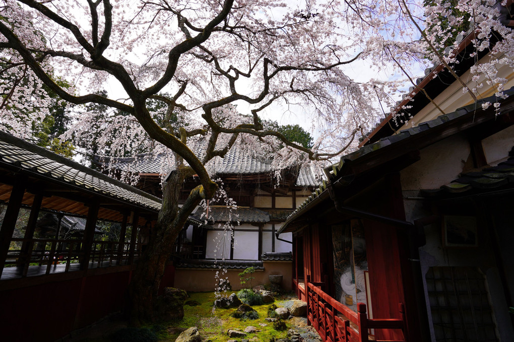 　京のさくら散策 十輪寺