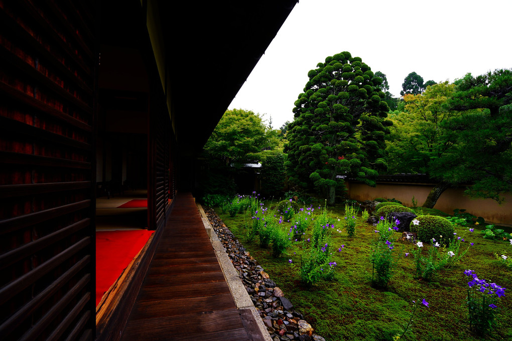 初夏の京都散策  天得院