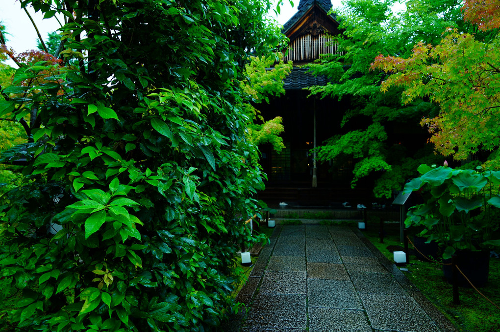 初夏の京都散策　勝林寺