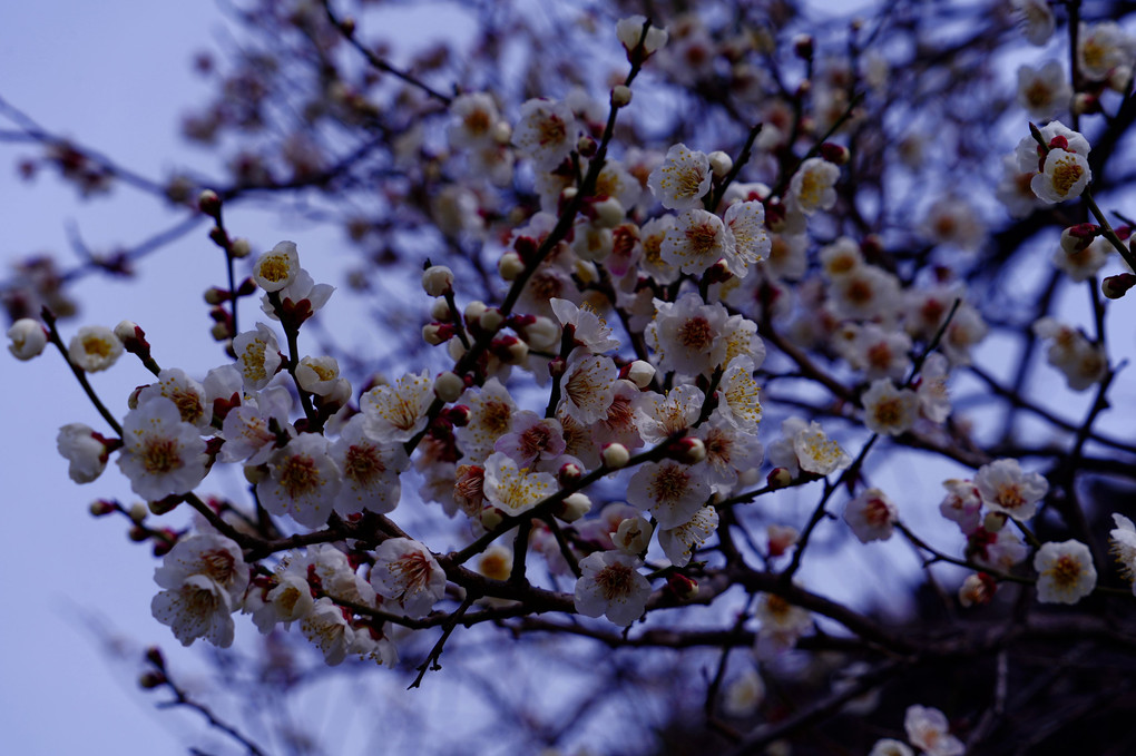 梅の花香る京都散策　興正寺