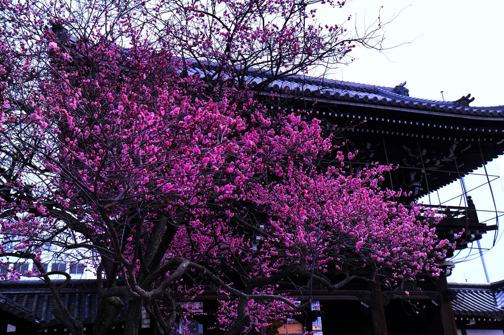 梅の花香る京都散策　興正寺
