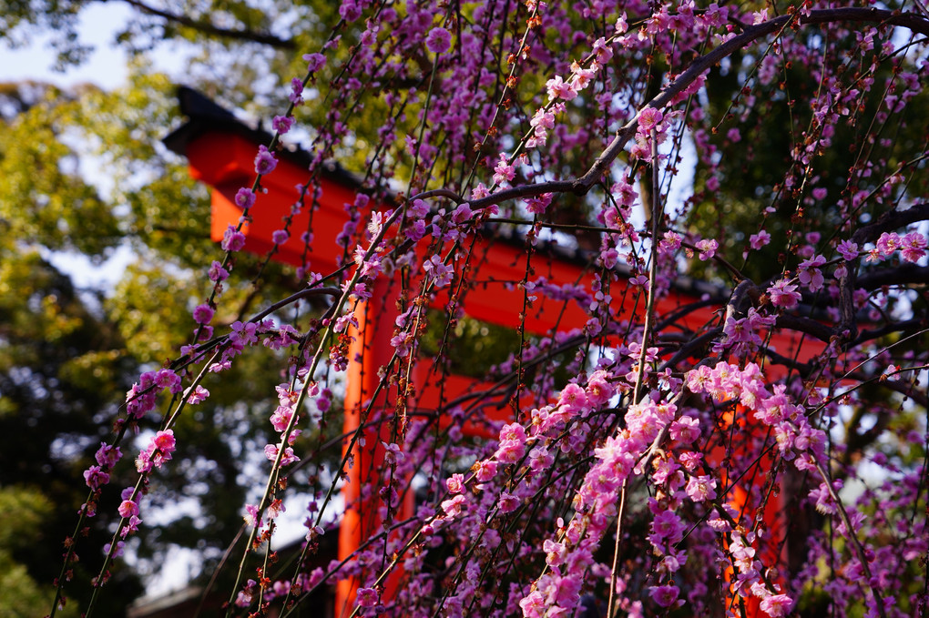 梅の花香る京都散策　城南宮