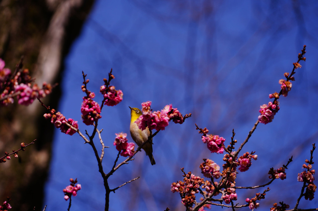 梅の花香る京都散策　城南宮