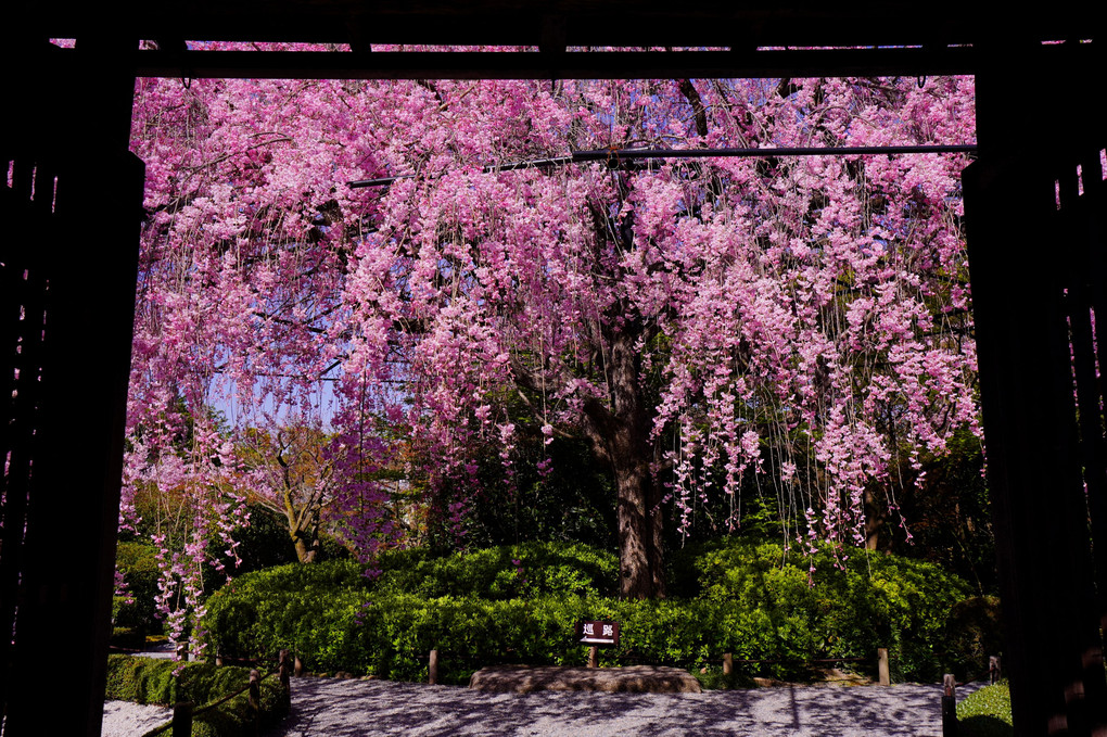 京都さくら散策　境内に咲き誇る鮮やかな桜