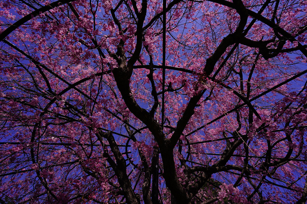 京都さくら散策　境内に咲き誇る鮮やかな桜
