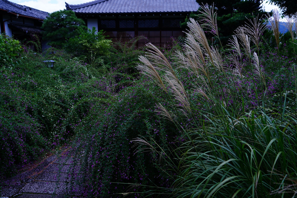 初秋の京都散策　初秋を彩る萩