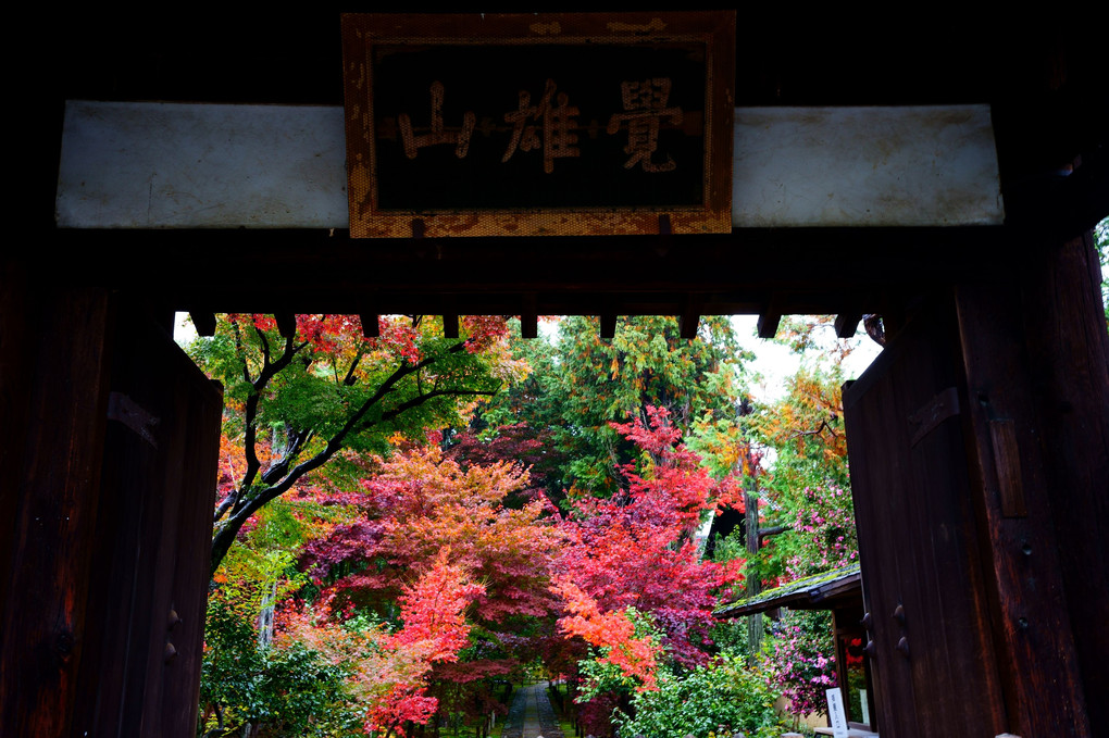 京都もみじ散策　奥嵯峨野