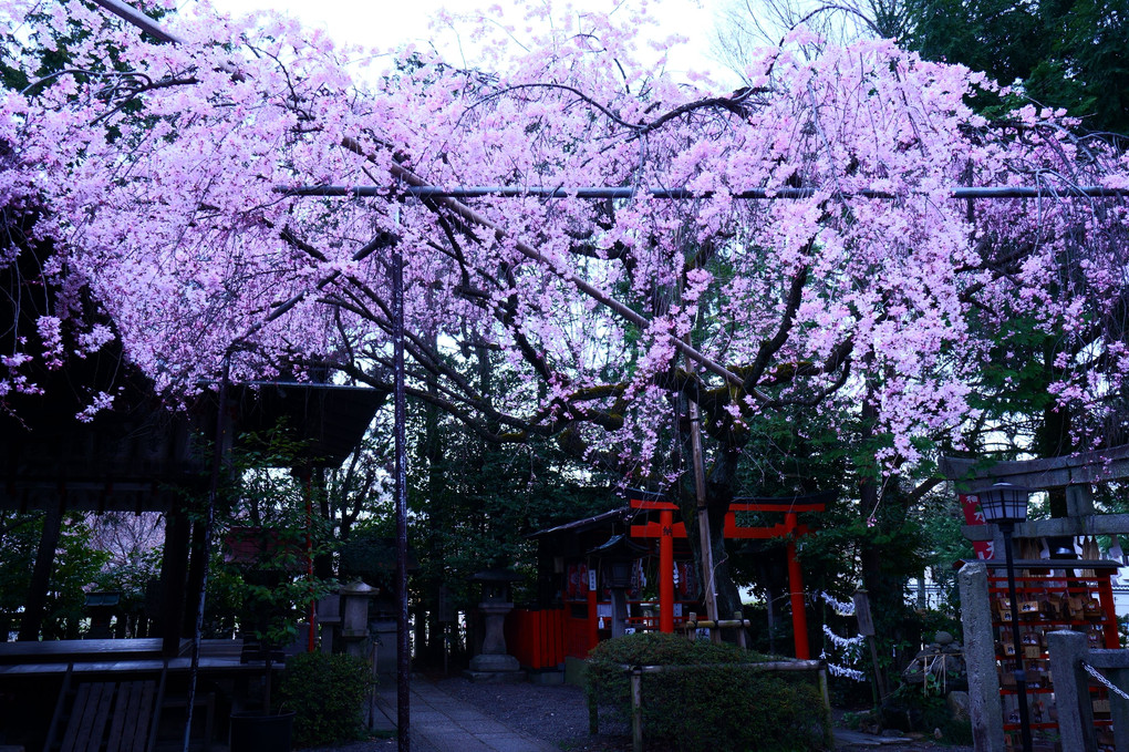 京都さくら散策