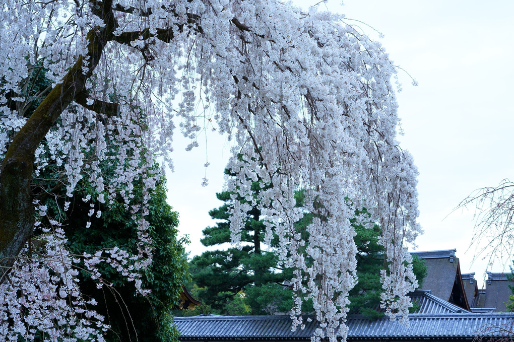 京都さくら散策