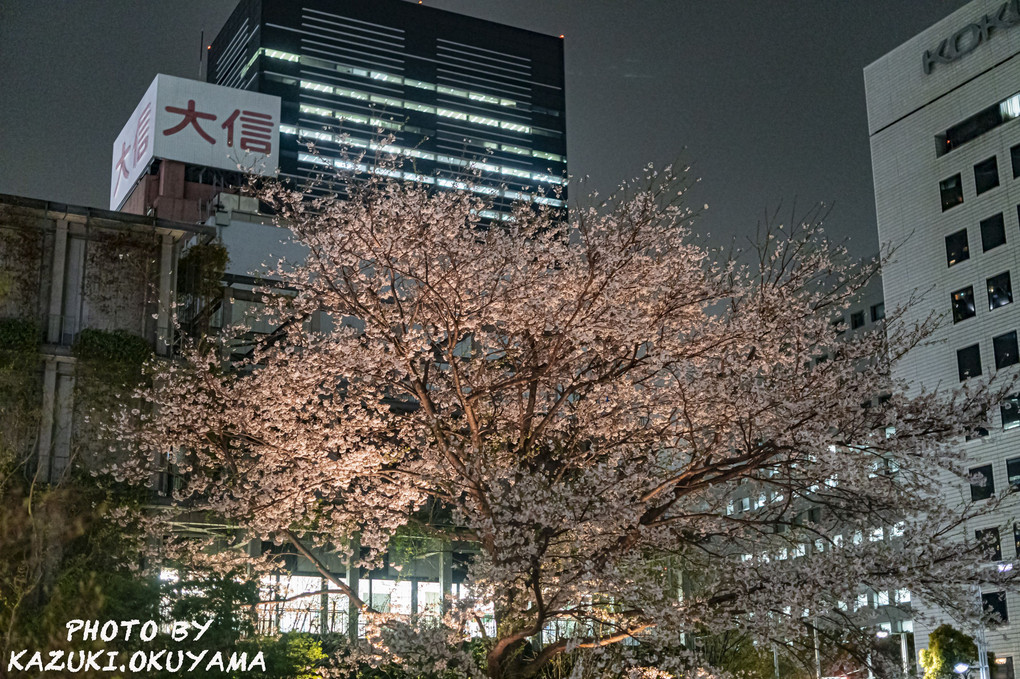 春の夜桜