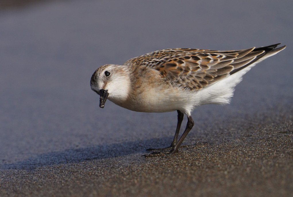 トウネンさん