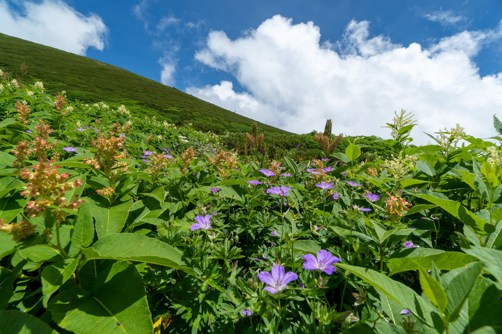 白山（百名山 兼 日本三霊山）