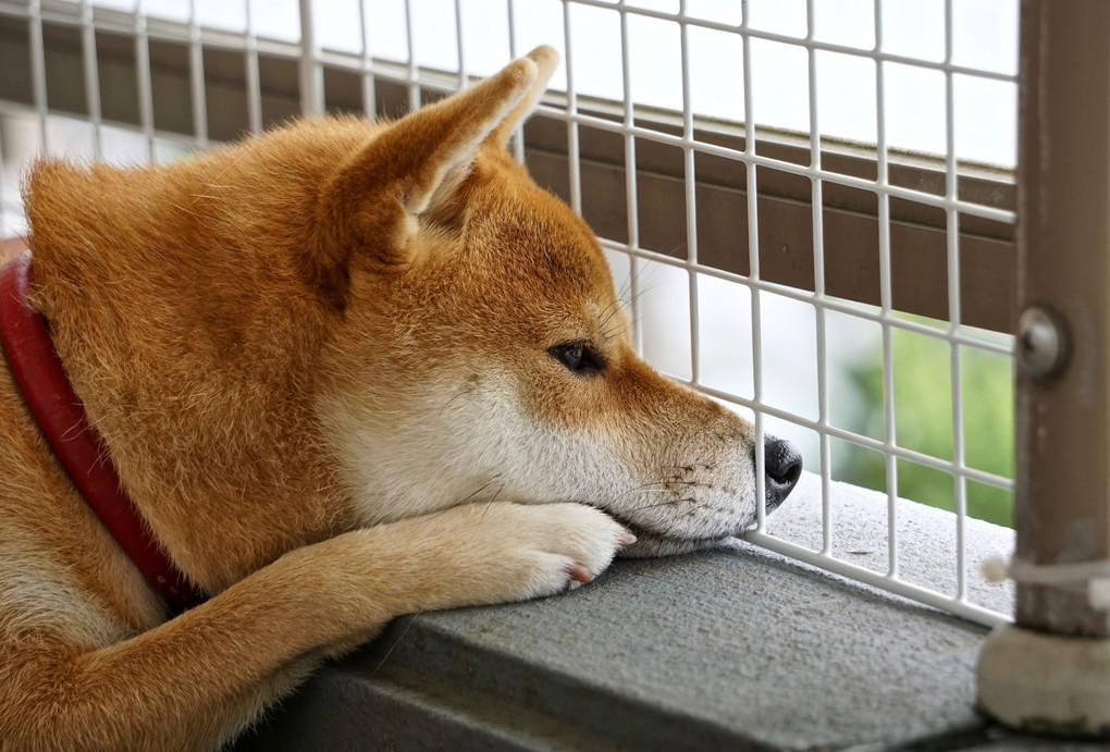 家族の帰りを待ちわびる柴犬。