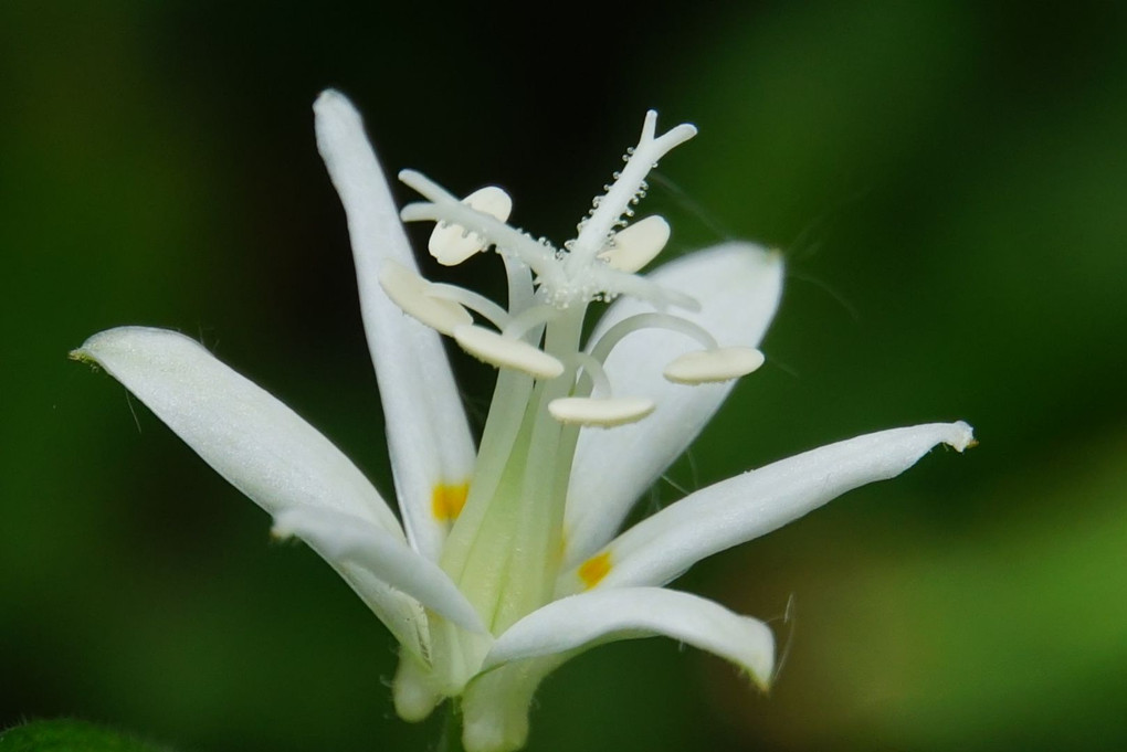 ホトトギス 白花