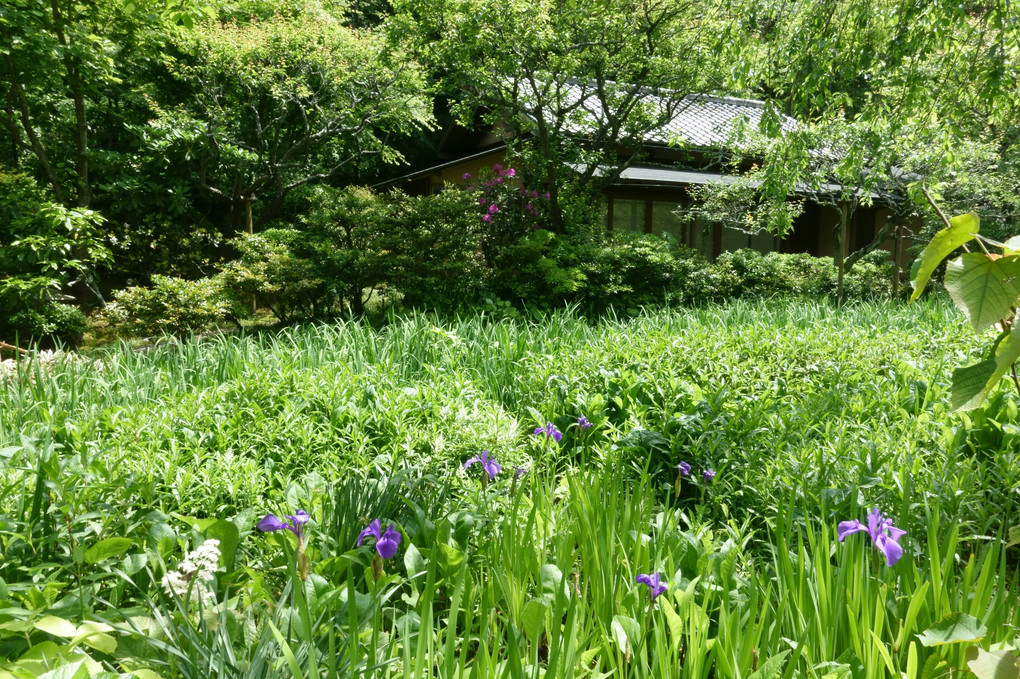 北鎌倉：緑の東慶寺