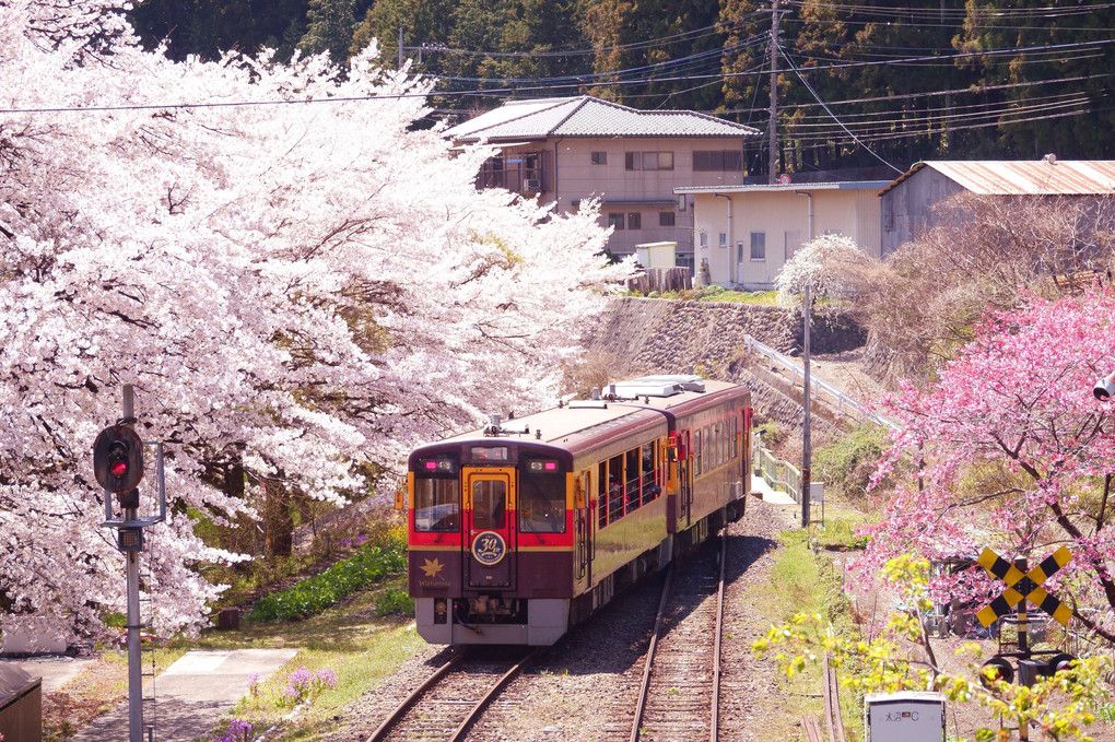 桃源郷桜列車