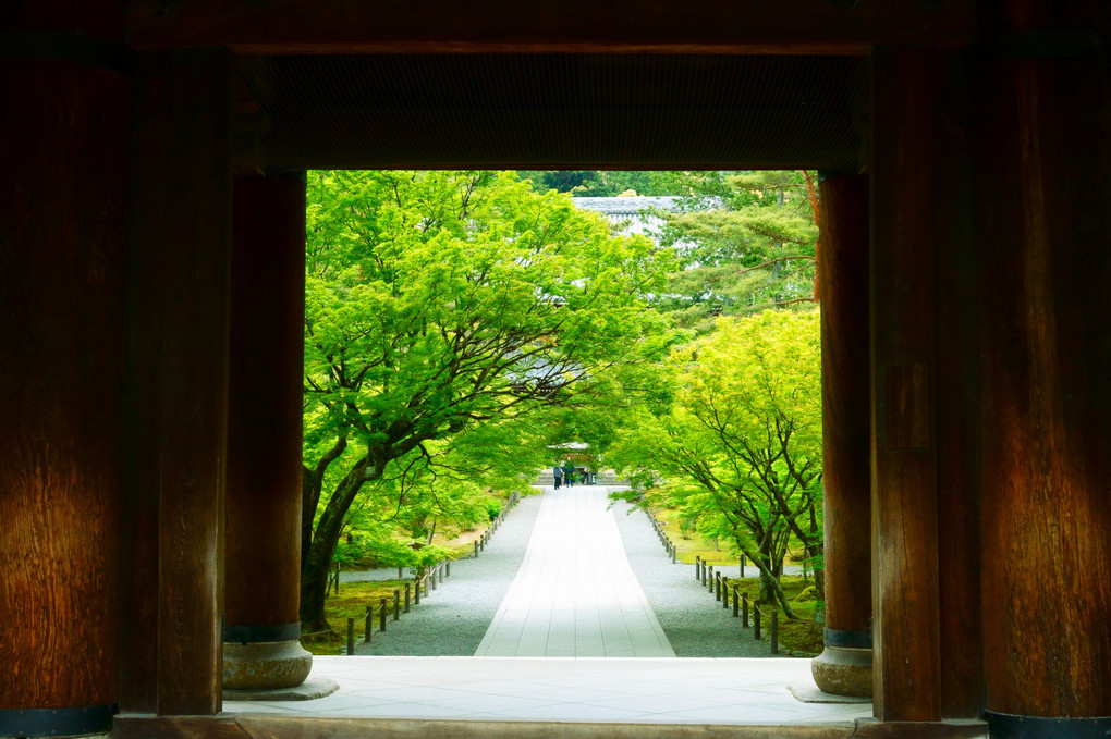 緑の南禅寺