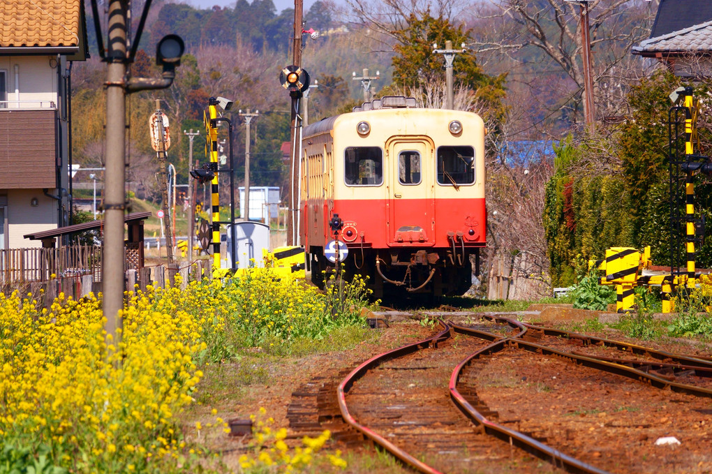 小湊鉄道全線運転再開～