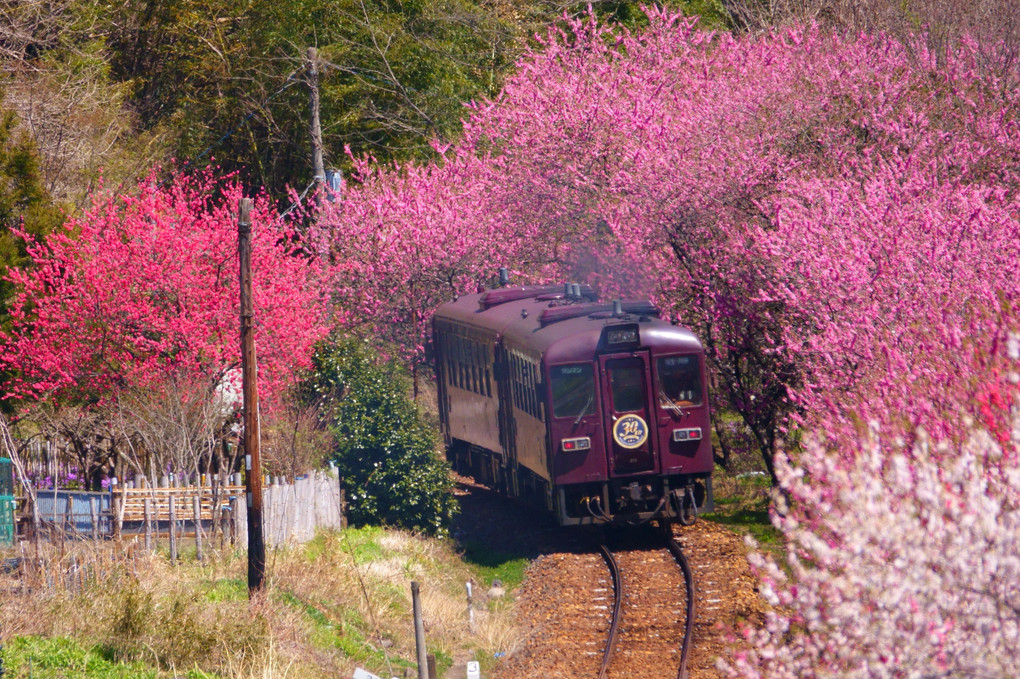 花の街道〜わたらせ渓谷鉄道