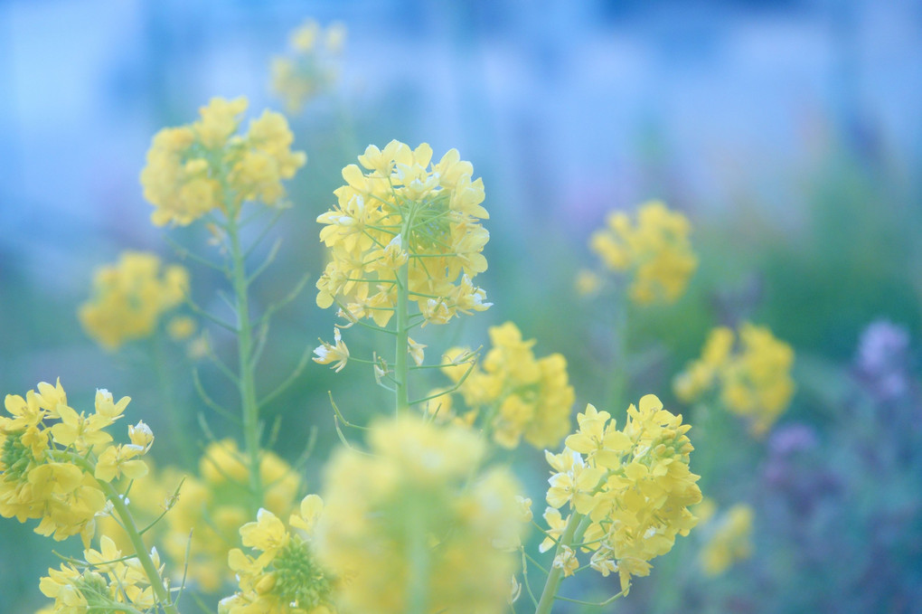 菜の花を見つけました＾－＾